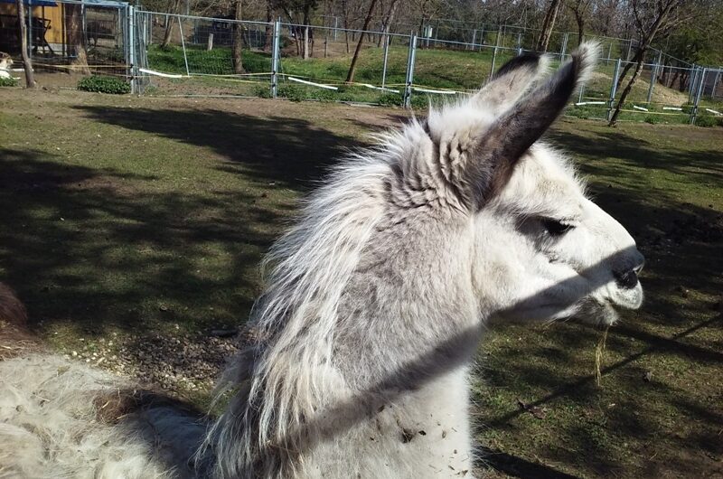 Lama’s stolzer Blick