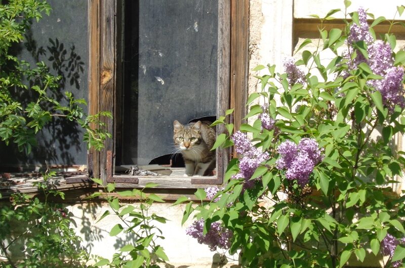 Am alten Fenster