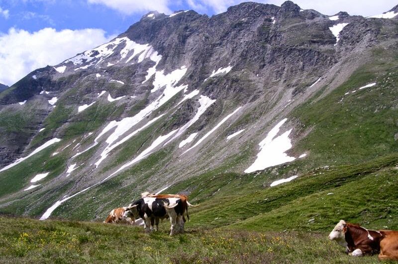 Kühe am Tauernhöhenweg