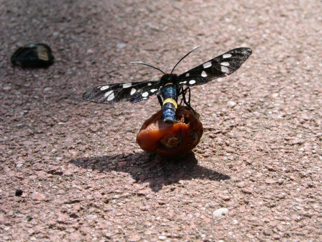 Schmetterling am Tennisplatz