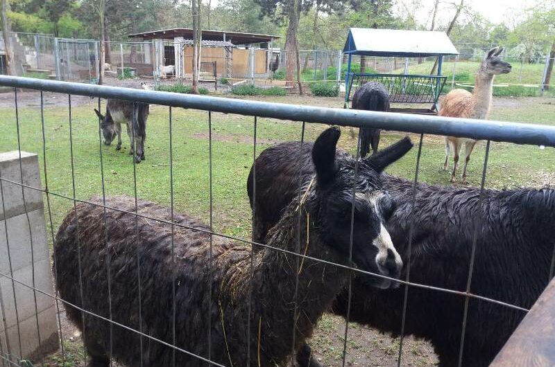 Baby Lama