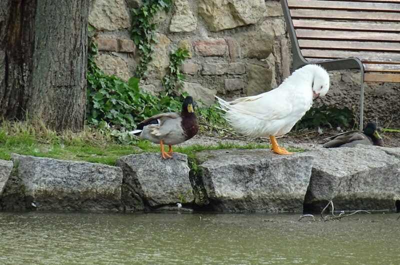 Enten am Schloßteich