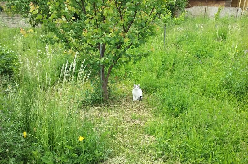 Kleine Mieze im Garten