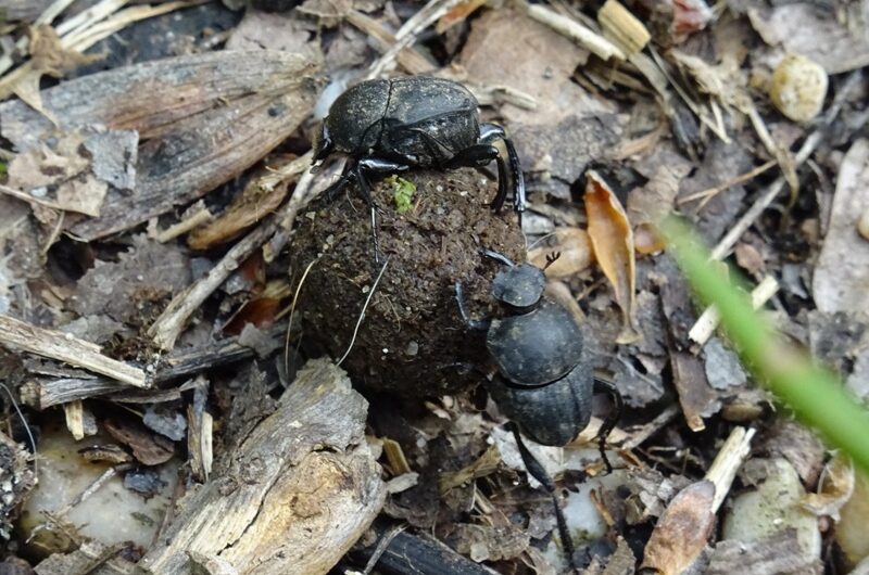 Waldmistkäfer bei der Arbeit