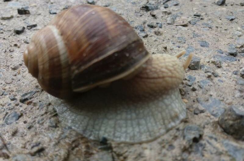 Schnecke am Regentag