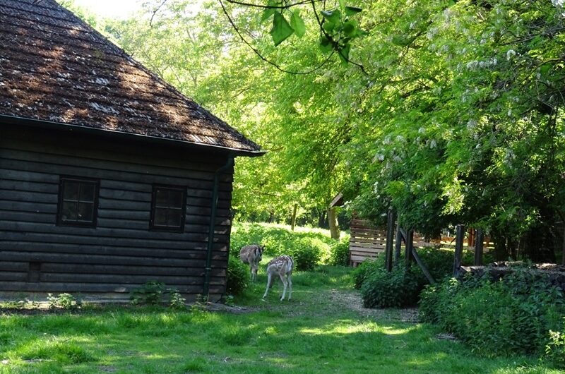 Rehe beim Lobau Forsthaus