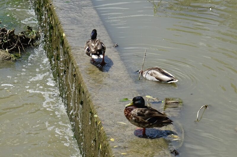 Rußbachenten in Wolkersdorf