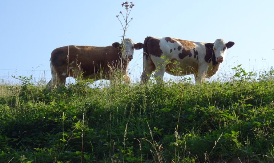 Neugierige Kühe