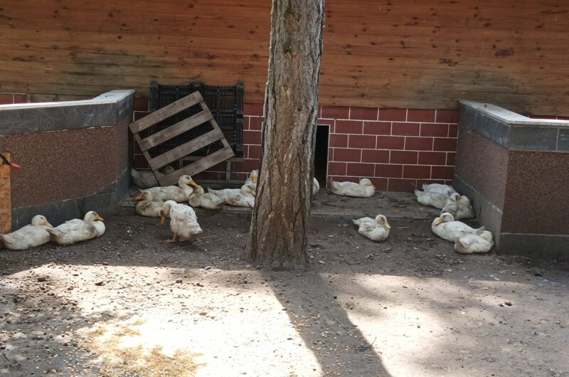 Enten auf der Ranch