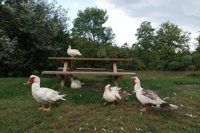 Enten bei der Bank