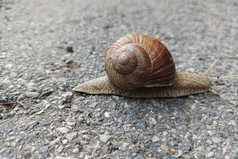 Schnecke am Marchfeldkanalradweg