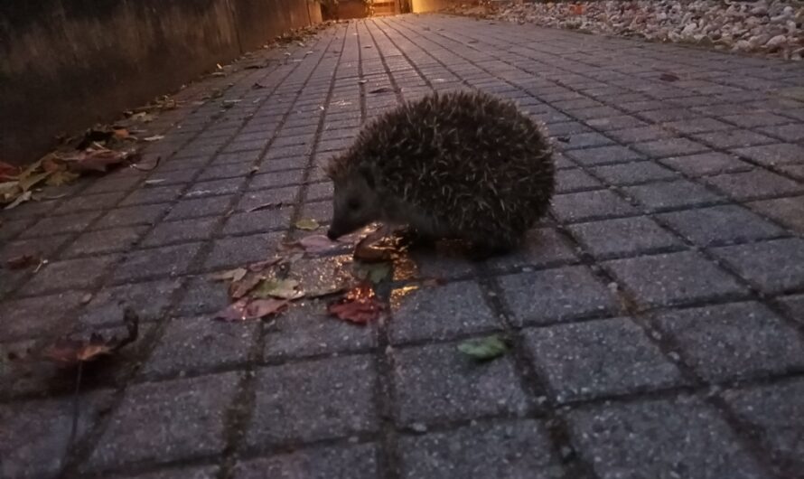 Igel im Abendlicht