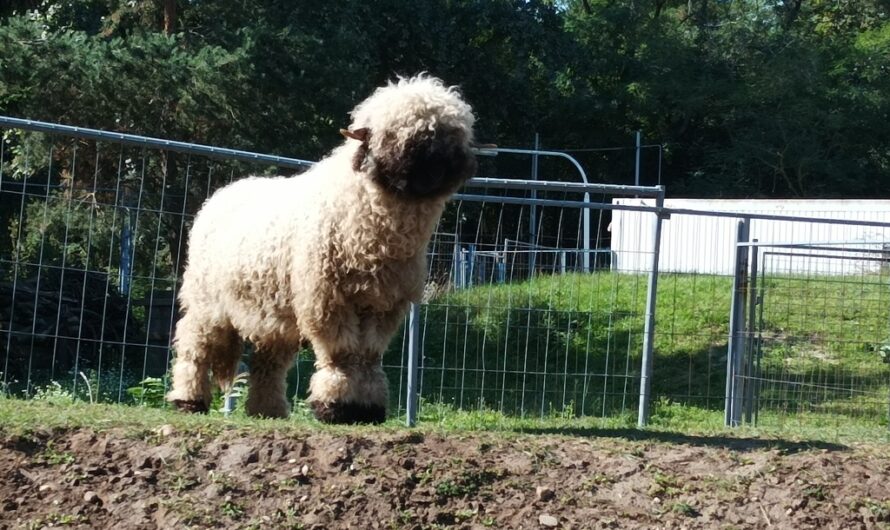 Neues Schaf auf der Ranch