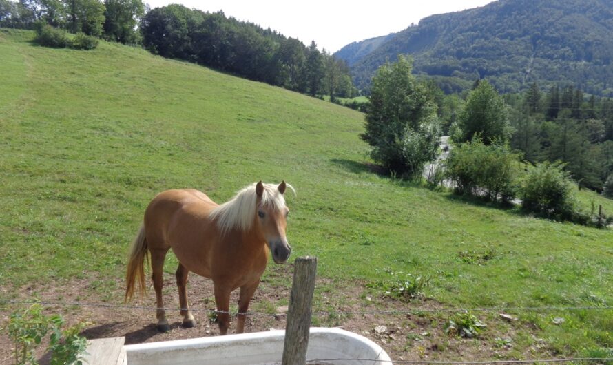 Pferd beim Muckenkogel