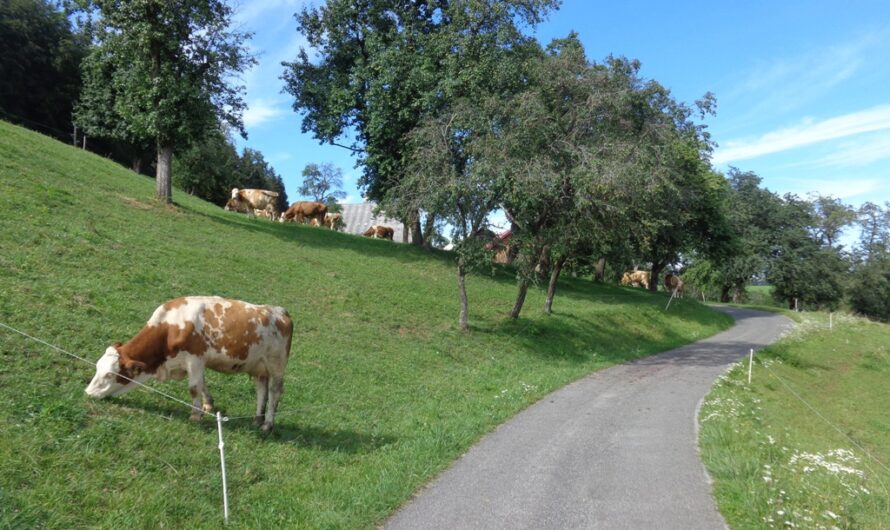 Rindsviecher bei Lilienfeld