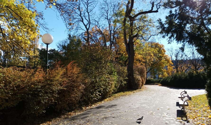 Taube im Matznerpark