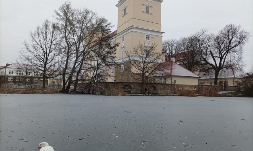 Ente auf dem Schlossteicheis