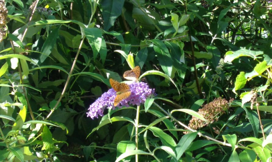 Schmetterlinge auf Flieder