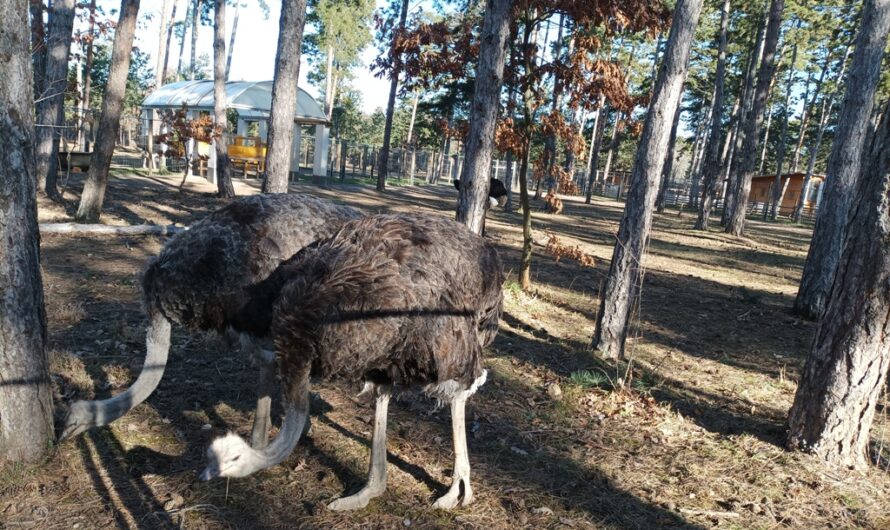 Picken im Gleichschritt