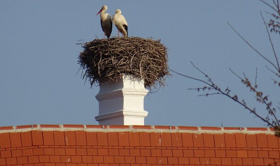 Störche auf dem Schloss