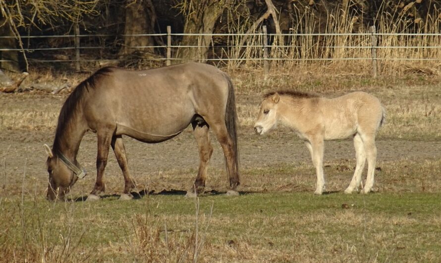 Konik Pferde in Marchegg