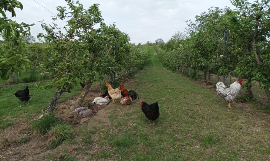 Gackern im Weinberg