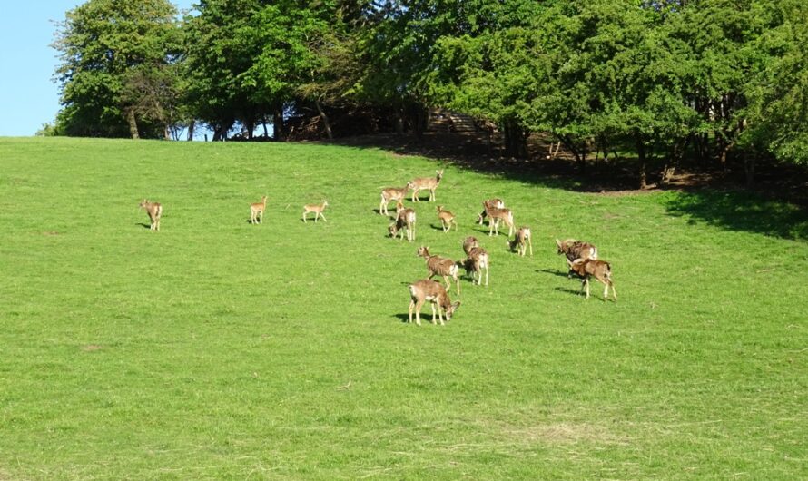 Rehe in Hautzendorf