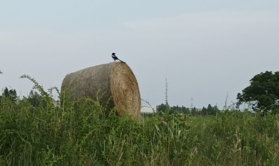 Vogel auf Stroh