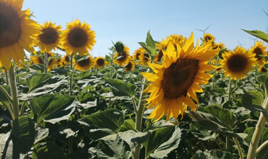 Bienen an der Sonnenblume