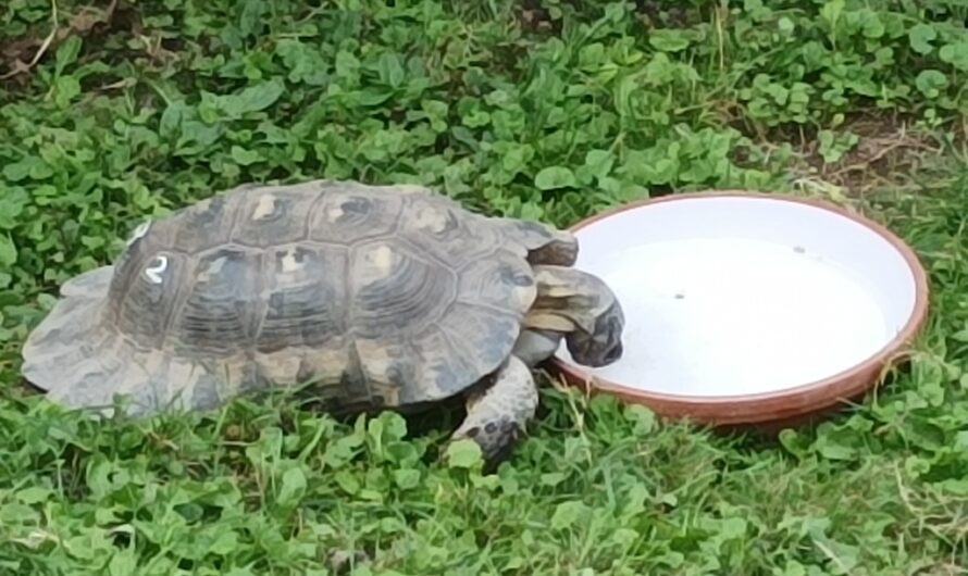 Durstige Schildkröte