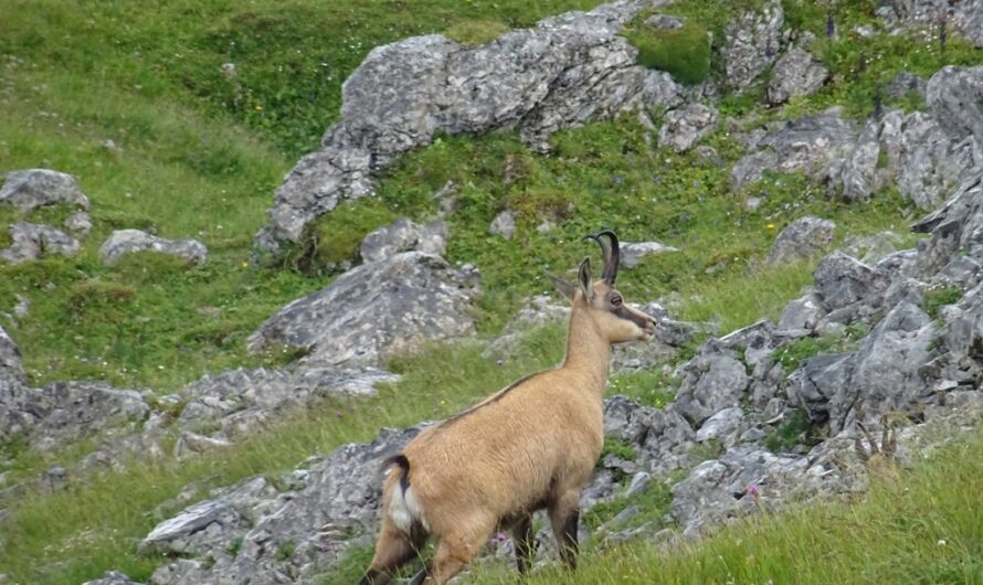 Gemse auf der Rax