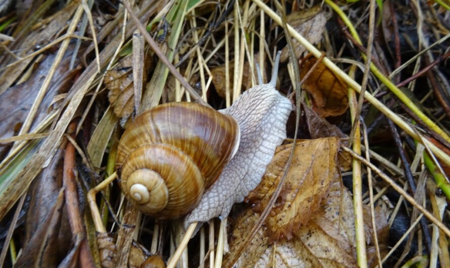 Nationalpark Schnecke