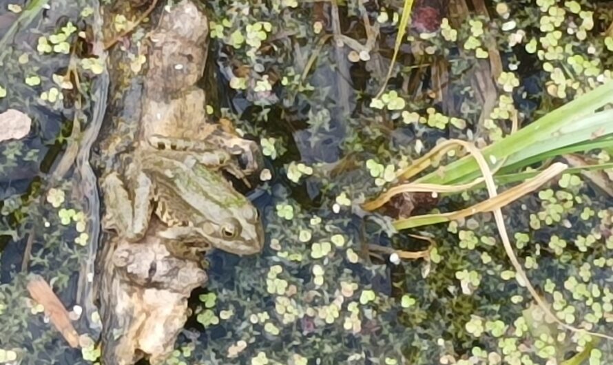 Perfekte Tarnung im Teich