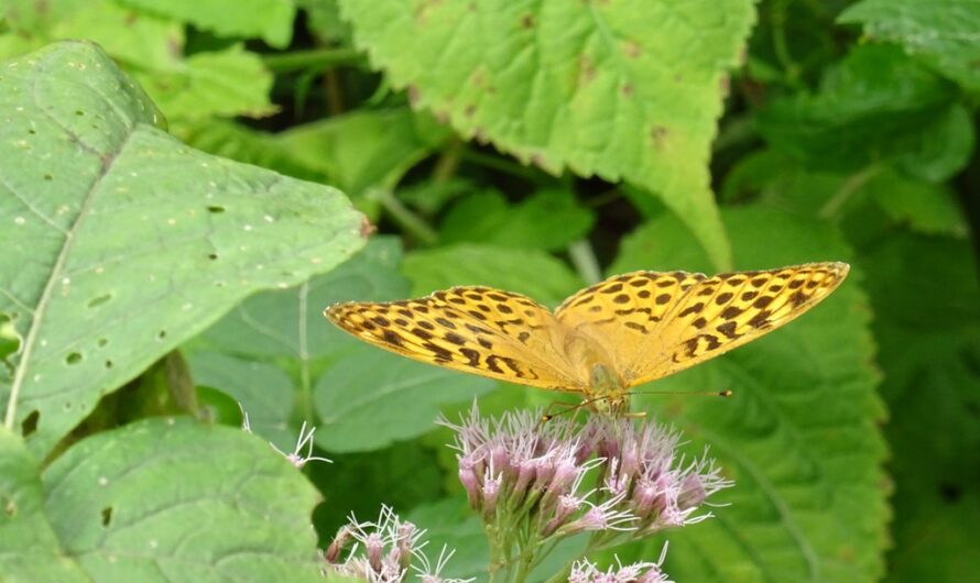 Schmetterling in den Tollkirschen