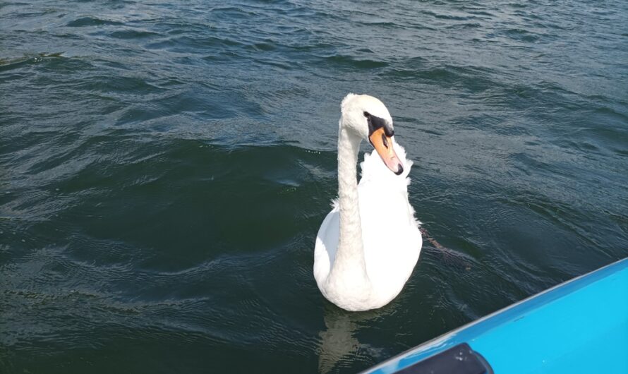 Stolzer Schwan auf der Alten Donau