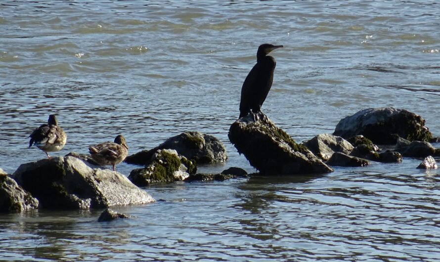 Donauvögel bei Eckartsau