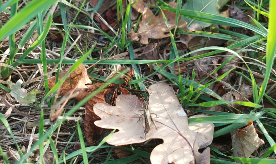 Grashüpfer am Blatt