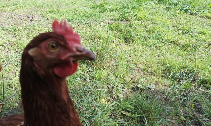 Huhn am Marchfeldkanal