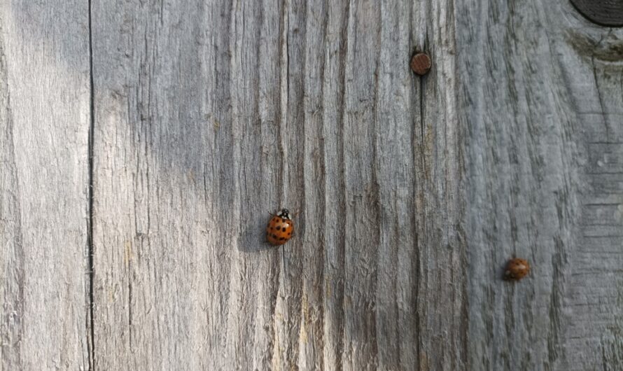 Marienkäfer auf Holz