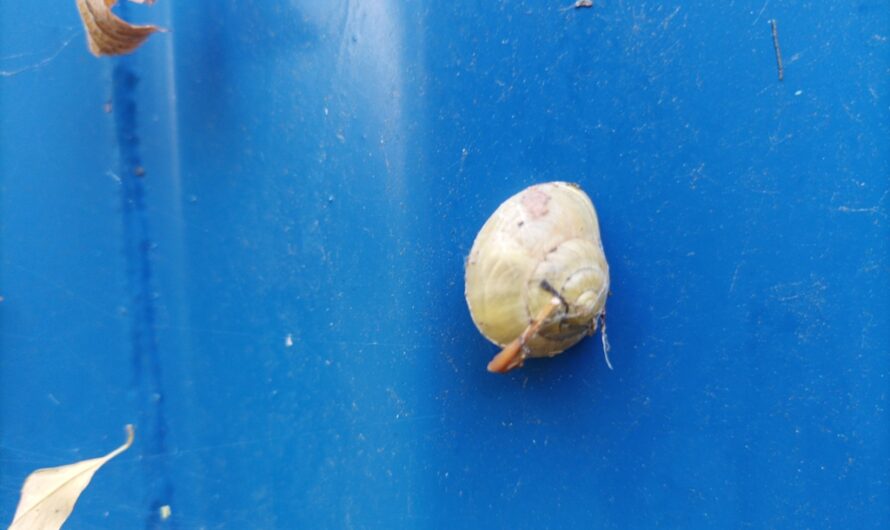 Schnecke am blauen Container