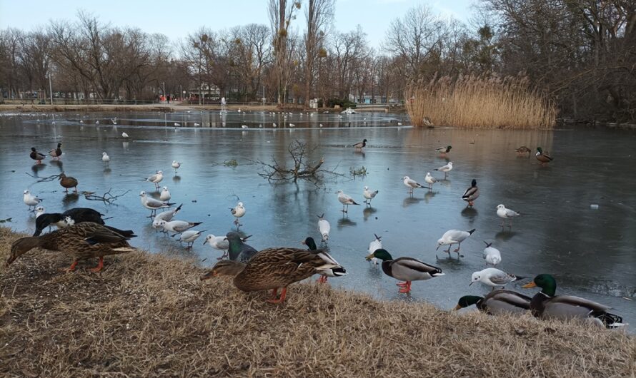 Enten- und Möwenfütterung