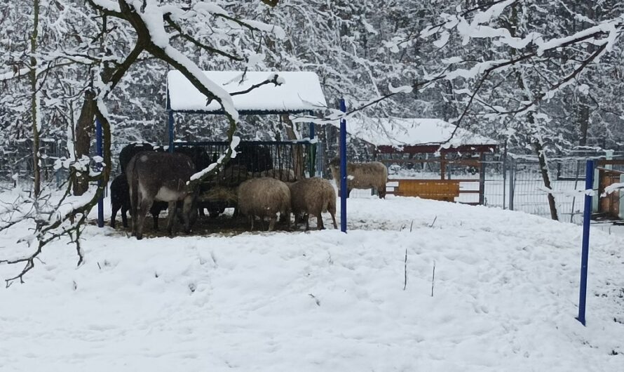 Futterkrippe im Schnee