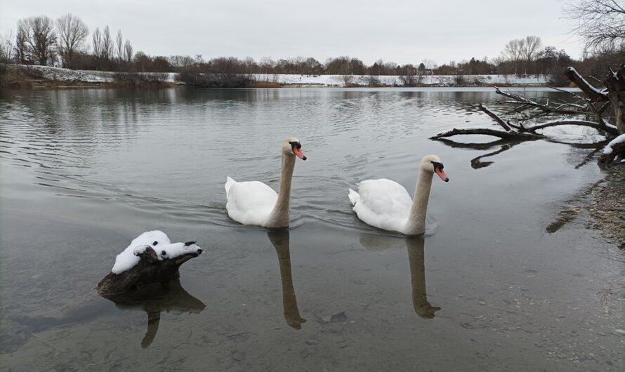 Schwäne in Süßenbrunn