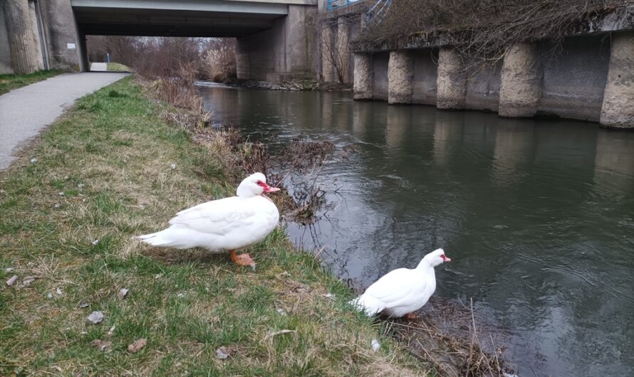 Enten oben und unten