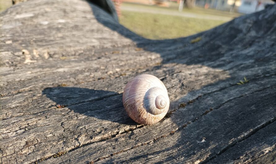 Schnecke auf dem Stamm