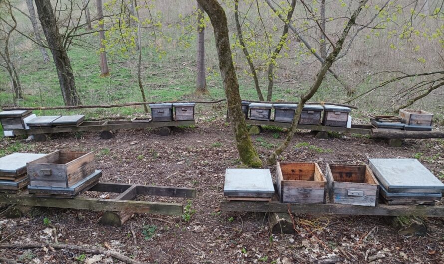 Bockfließer Bienen