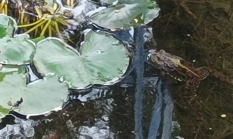 Frosch im Eisenbahnerteich