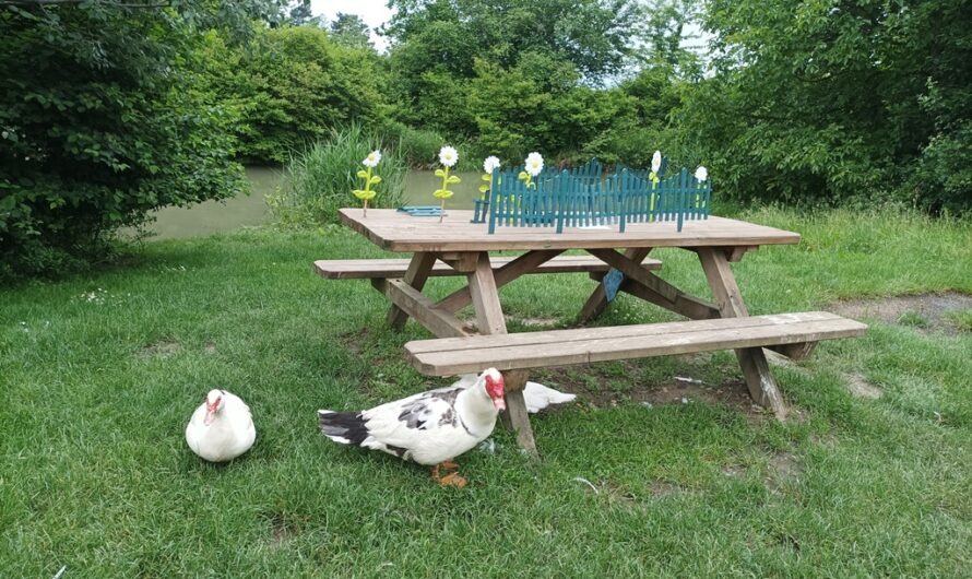 Blumen für Enten