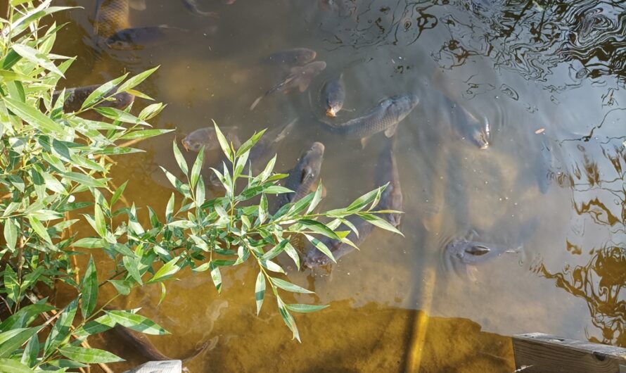 Fette Fische bei Schloss Hof