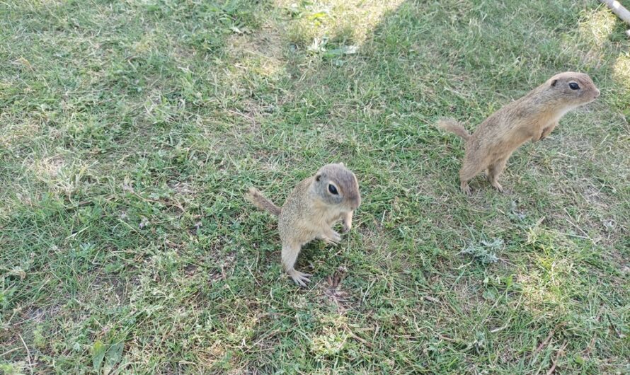 Freche Ziesel bei Schloss Hof